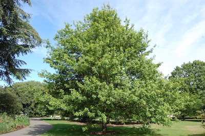 Nutall Oak