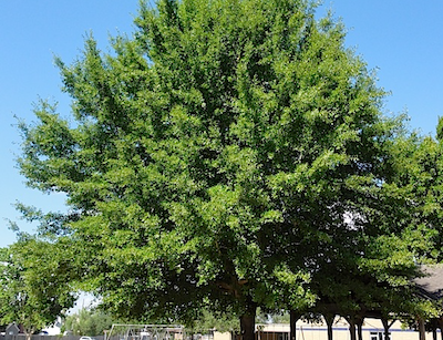 water oak
