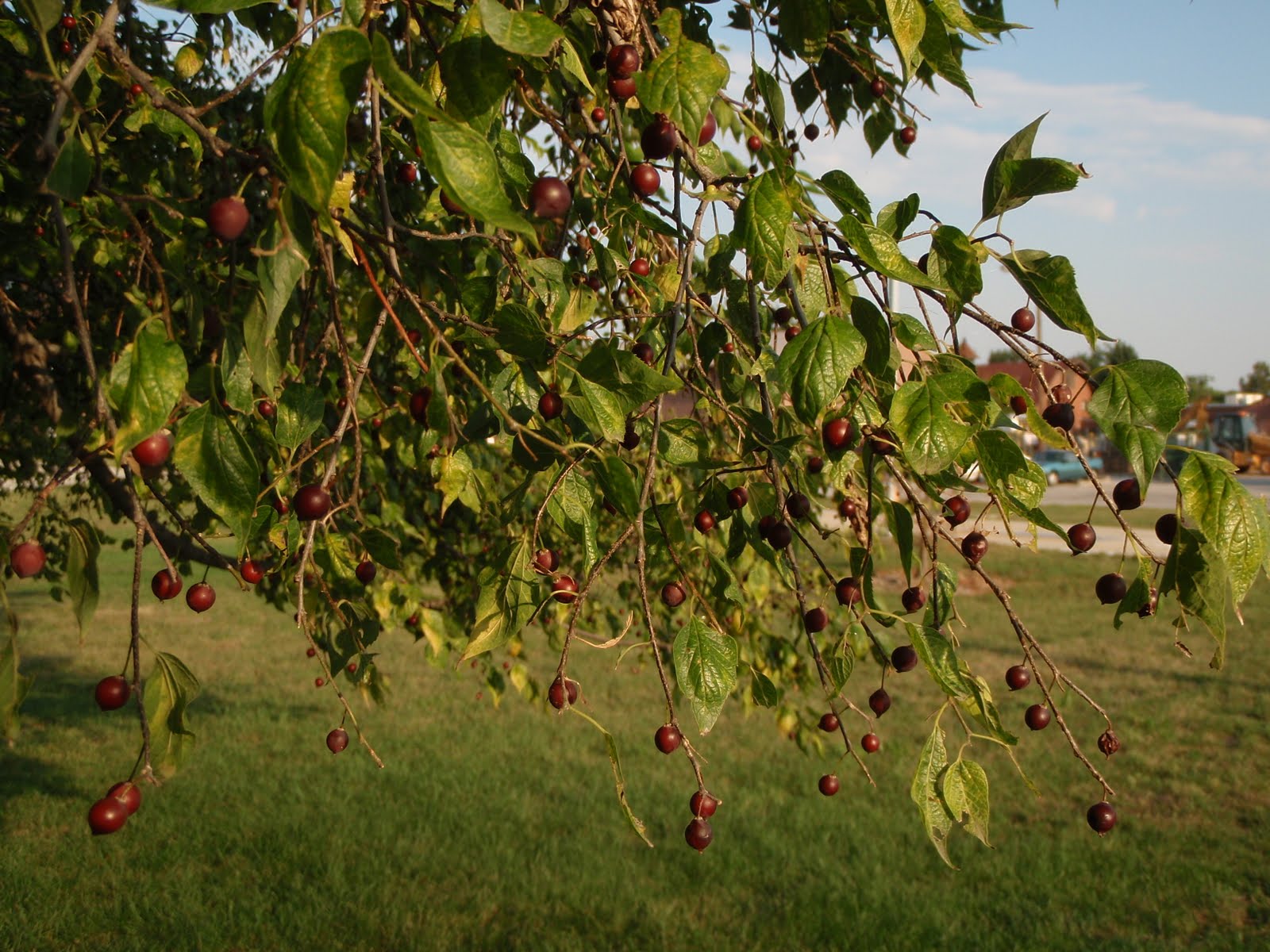 Sugarberry Tree