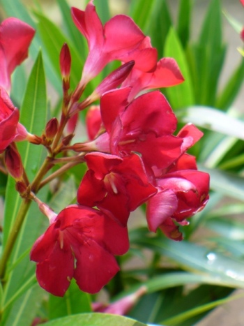 Oleander Red