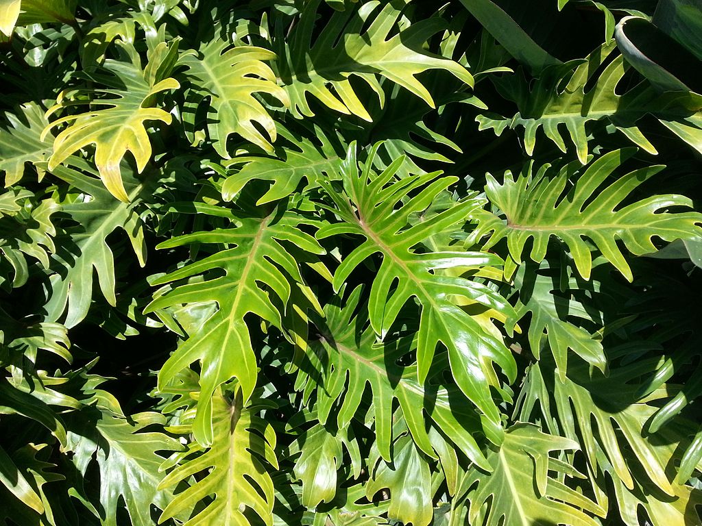 Philodendron xanadu AK1