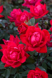 knock out rose red